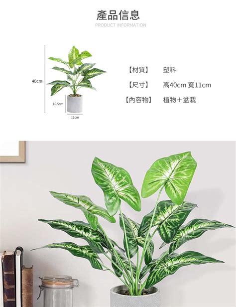 室內假植物|精選12種北歐風室內植物｜植栽＆仿真植物